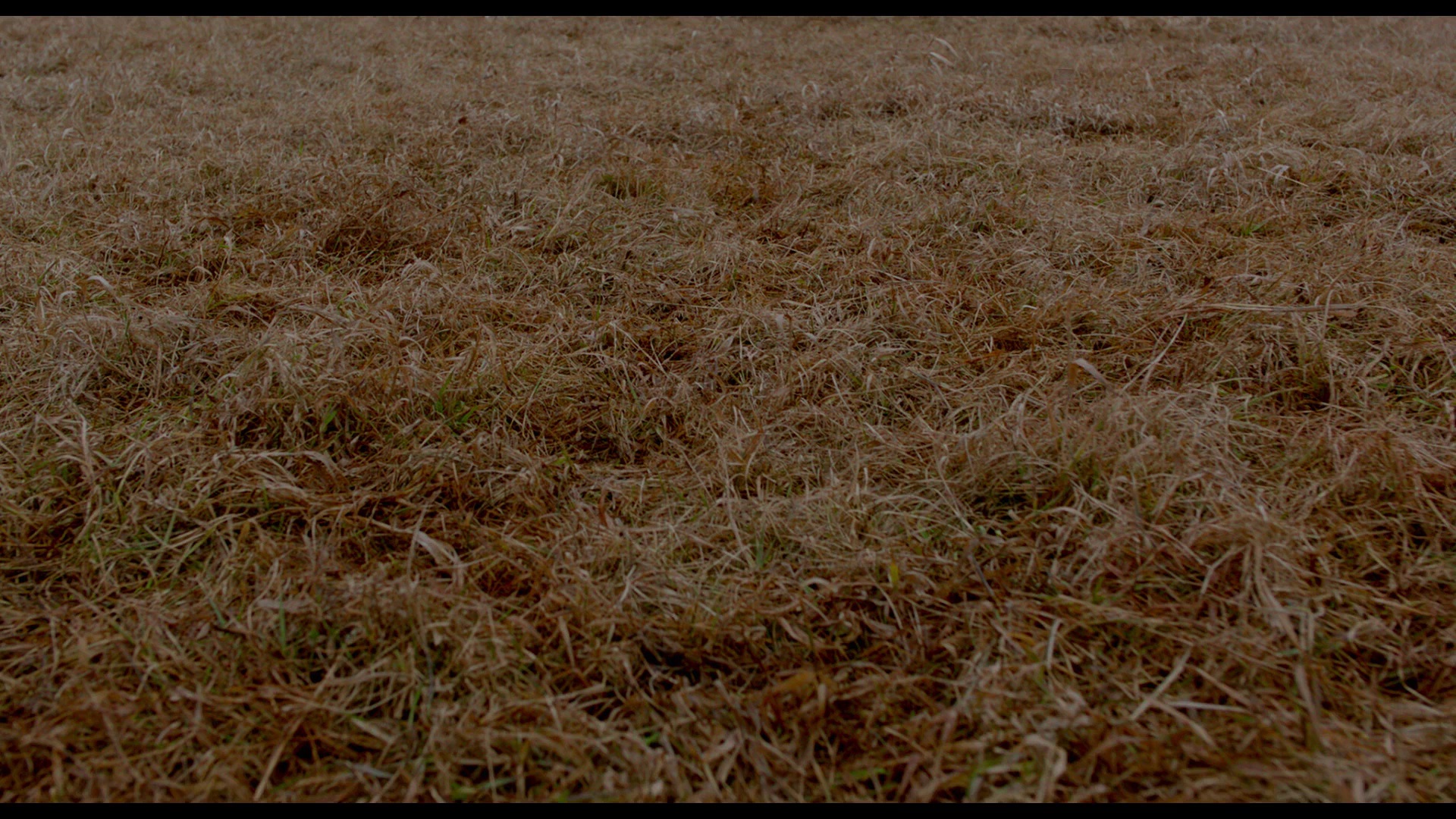 图片[5]-[夸克下载][猩红山峰][WEB-MKV/16.8G][英语中字][4K-2160P][精品恐怖片]-影音屋