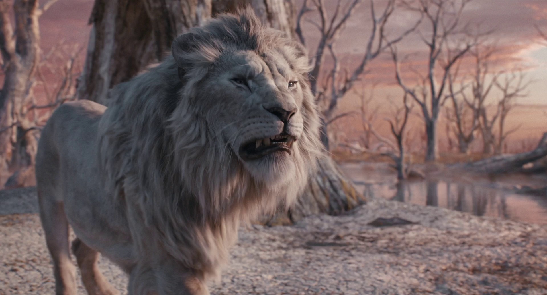 图片[4]-[夸克下载][狮子王][全5部][WEB-MKV/5G][国英双语中字][1080P][最新狮子王：木法沙传奇]-影音屋