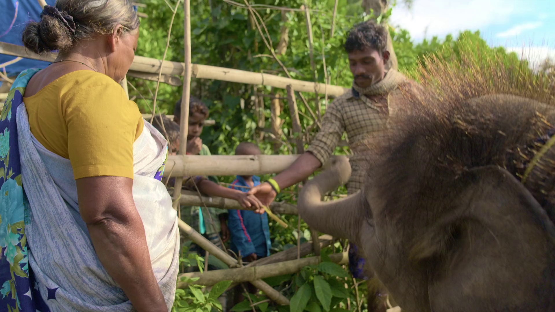 图片[8]-[夸克下载][小象守护者][WEB-MKV/2.2G][中文字幕][1080P][奥斯卡最佳短片]-影音屋