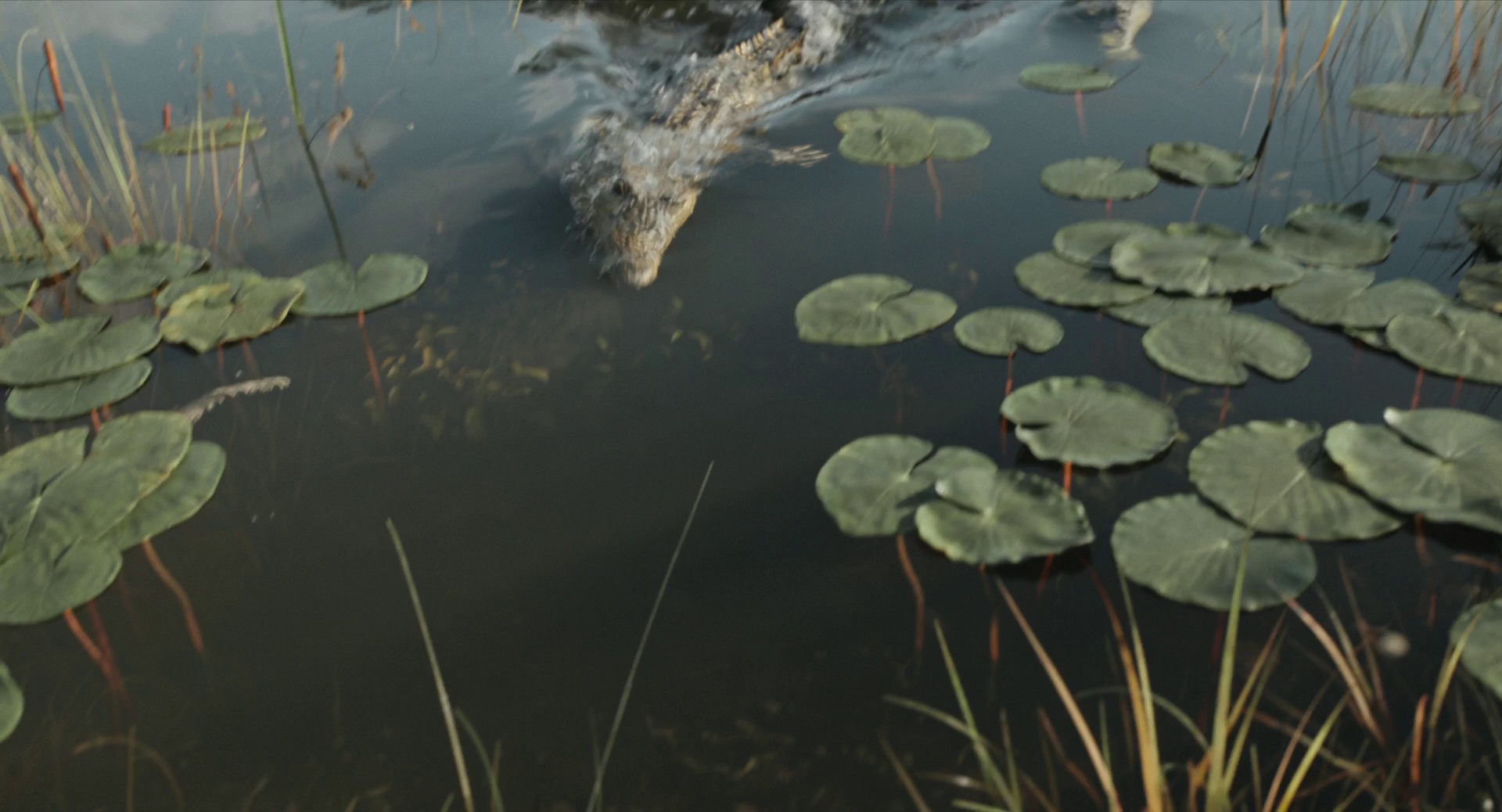 图片[3]-[夸克下载][狮子王][全5部][WEB-MKV/5G][国英双语中字][1080P][最新狮子王：木法沙传奇]-影音屋