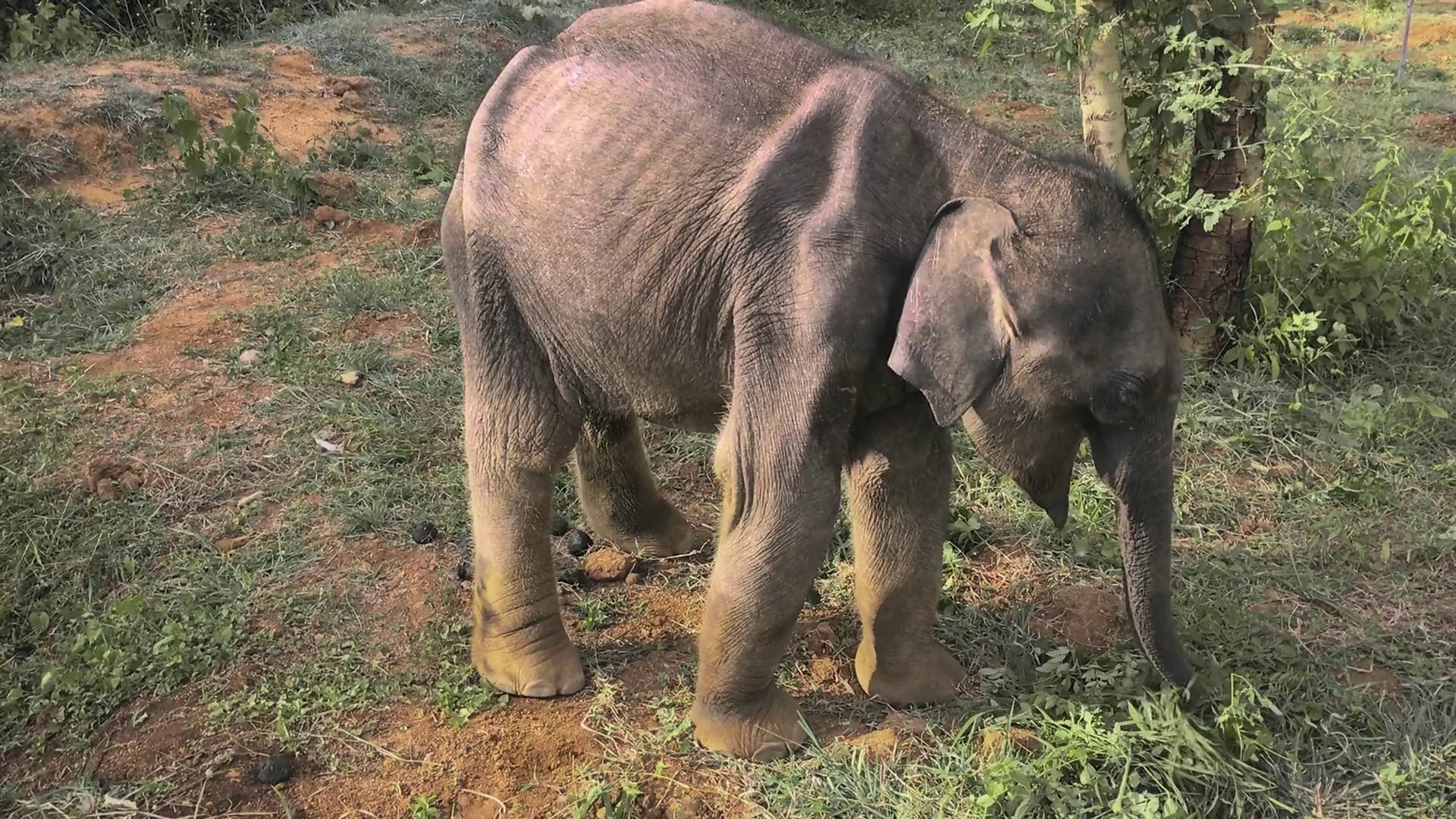 图片[3]-[夸克下载][小象守护者][WEB-MKV/2.2G][中文字幕][1080P][奥斯卡最佳短片]-影音屋