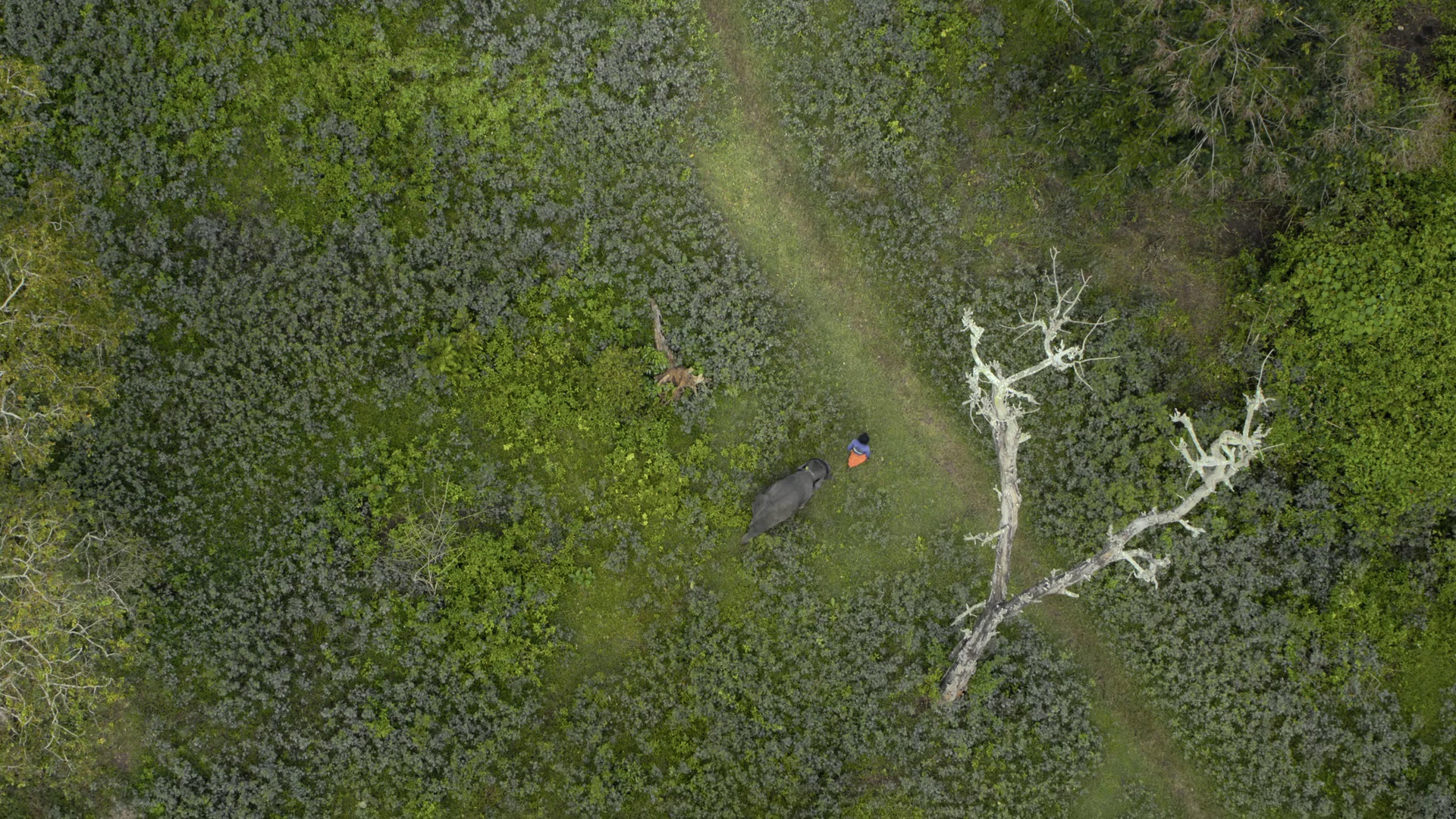 图片[4]-[夸克下载][小象守护者][WEB-MKV/2.2G][中文字幕][1080P][奥斯卡最佳短片]-影音屋