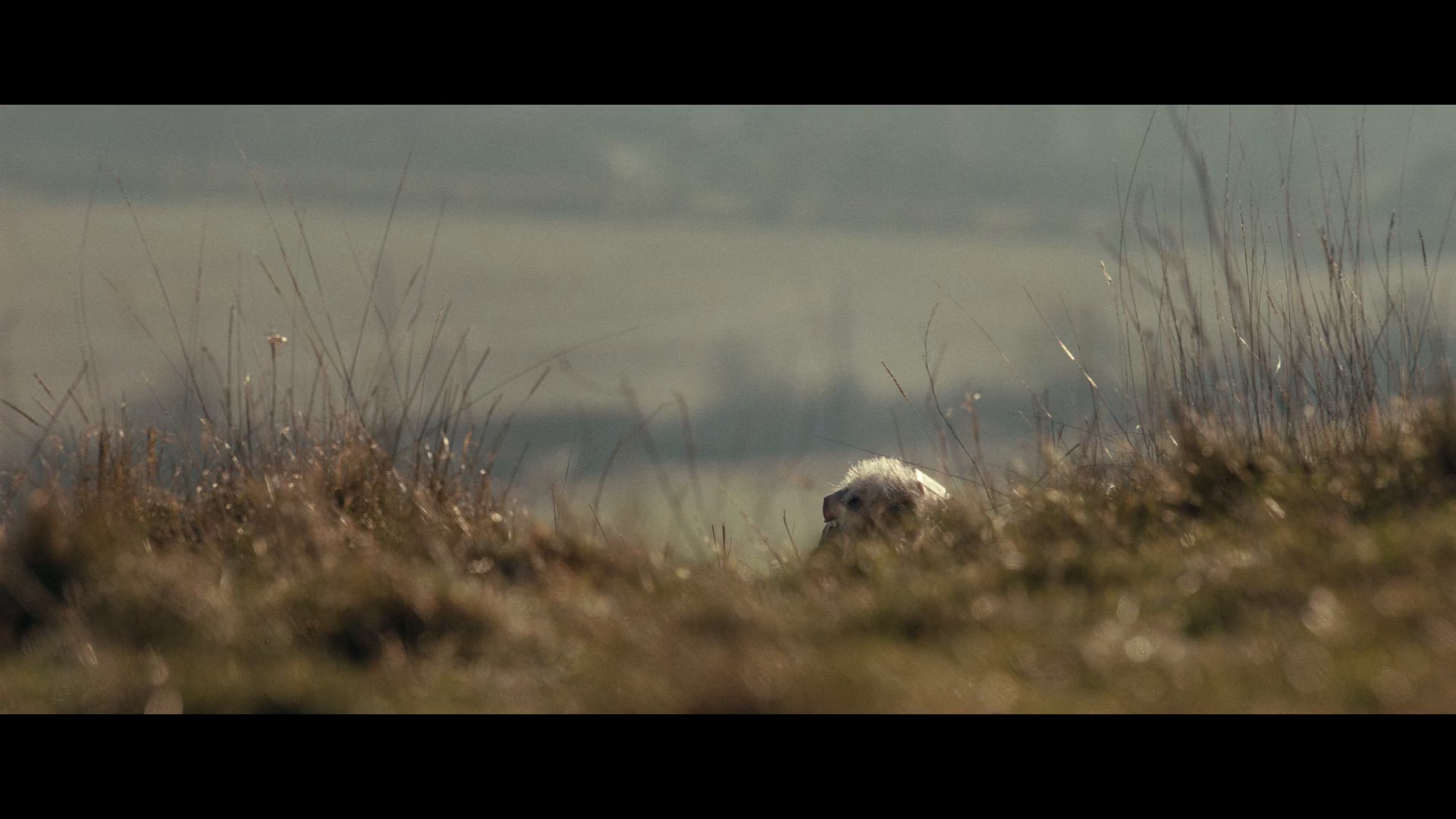 图片[5]-[夸克下载][死侍与金刚狼][WEB-MKV/22.2G][英语中字][4K-2160P]-影音屋