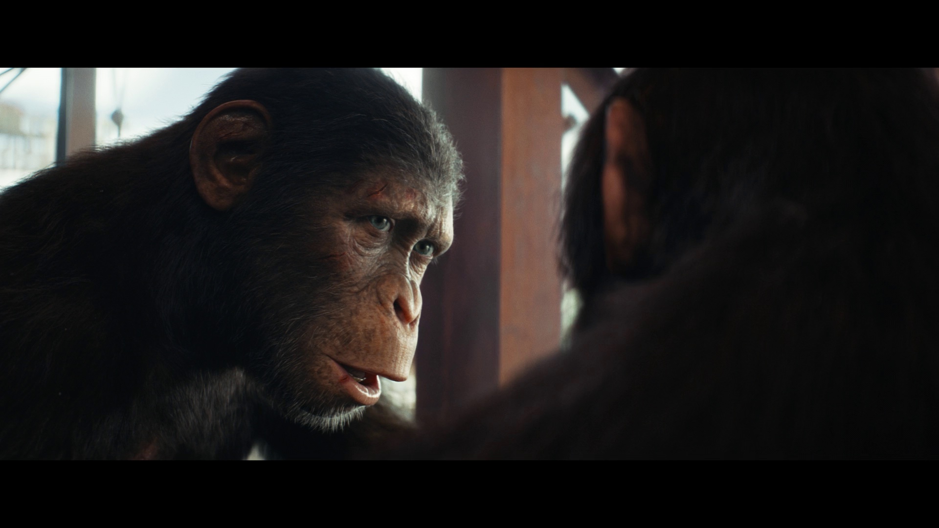 图片[6]-[夸克下载][猩球崛起：新世界][WEB-MKV/15.2G][英语中字][4K-2160P]-影音屋