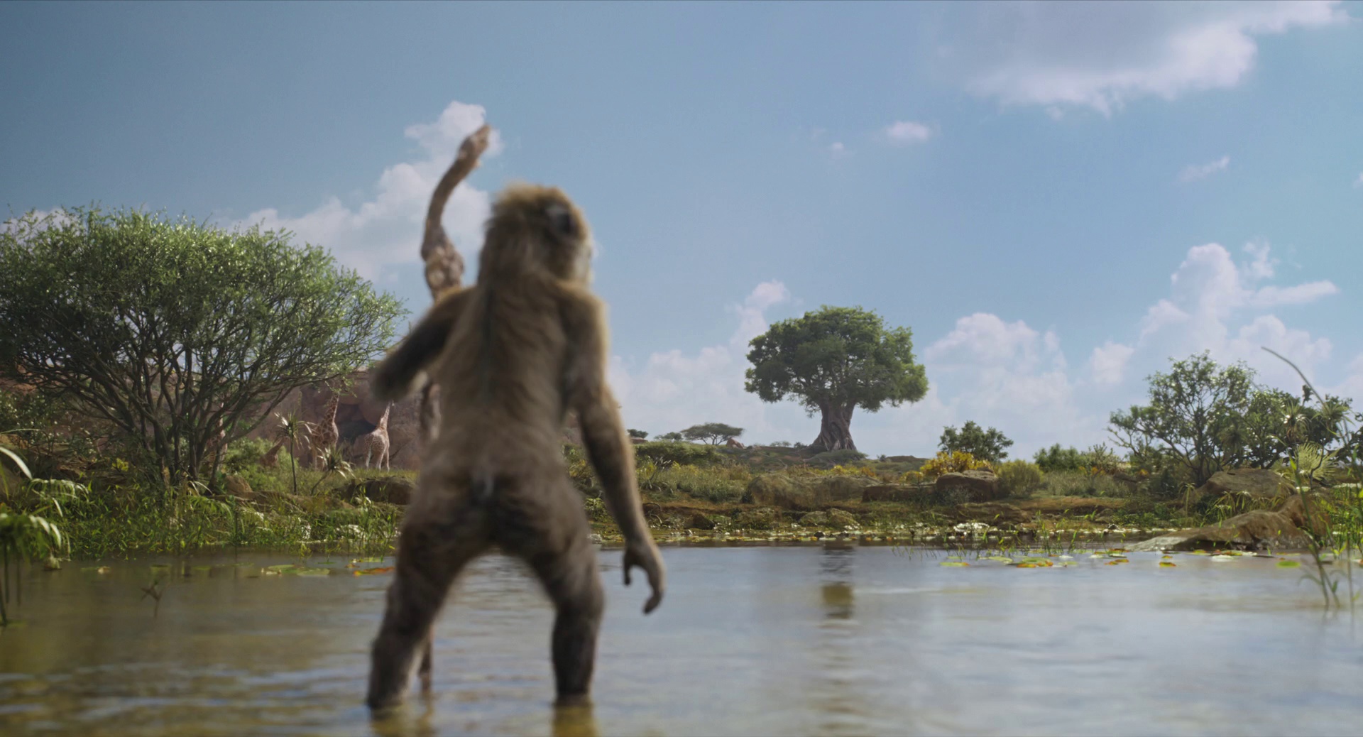 图片[7]-[夸克下载][狮子王][全5部][WEB-MKV/5G][国英双语中字][1080P][最新狮子王：木法沙传奇]-影音屋