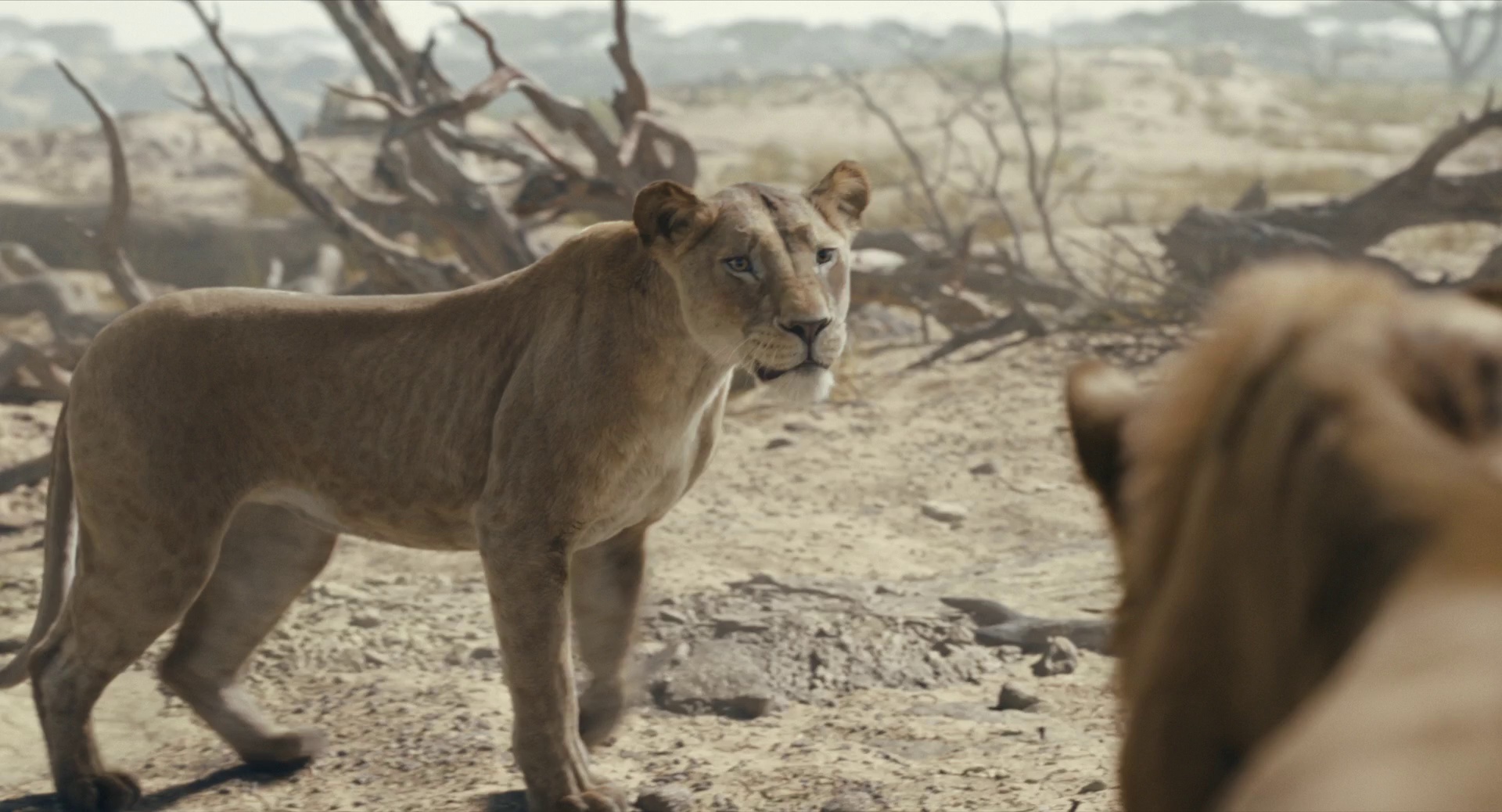 图片[6]-[夸克下载][狮子王][全5部][WEB-MKV/5G][国英双语中字][1080P][最新狮子王：木法沙传奇]-影音屋