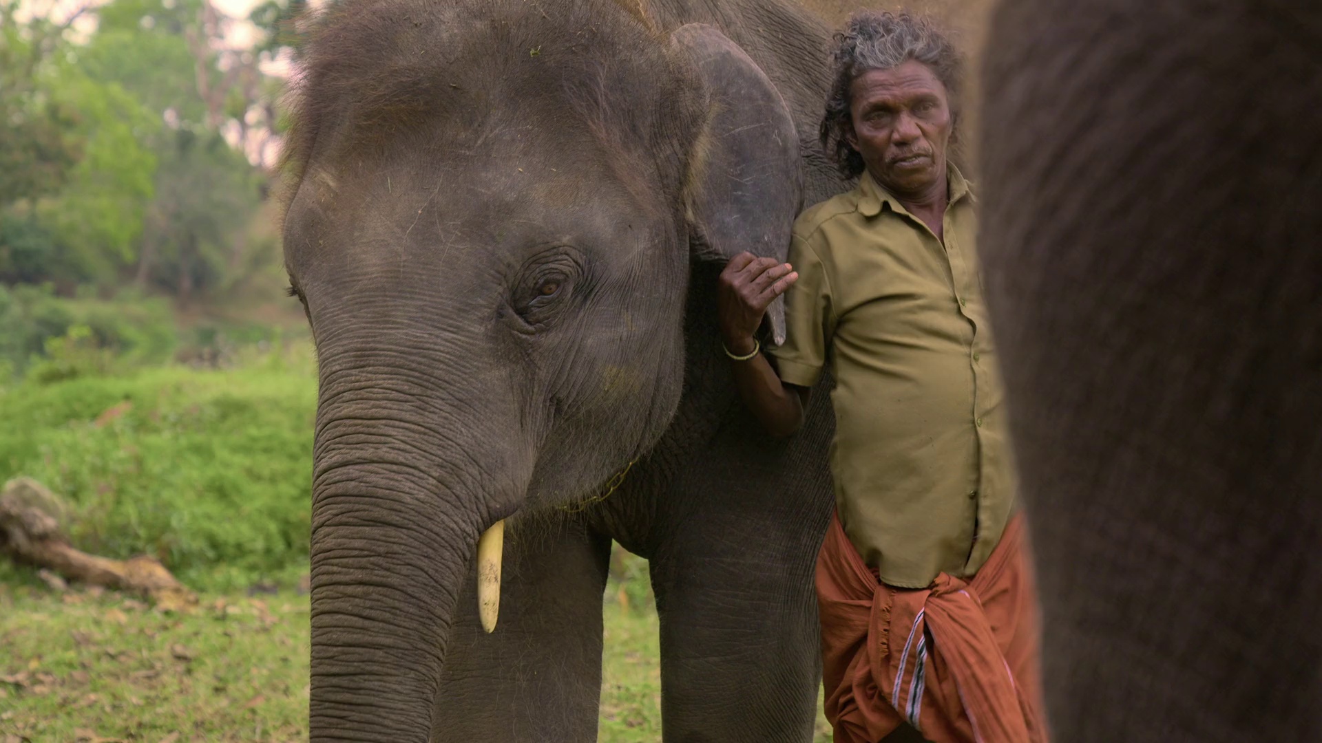 图片[7]-[夸克下载][小象守护者][WEB-MKV/2.2G][中文字幕][1080P][奥斯卡最佳短片]-影音屋