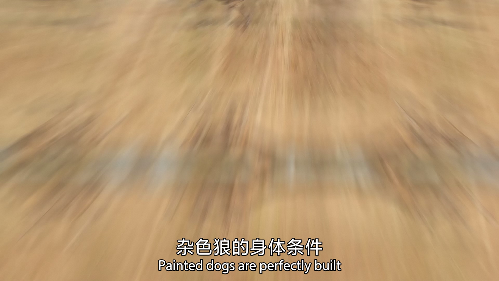 图片[5]-[夸克下载][捕食者的隐秘世界][全4季][WEB-MKV/28G][国英双语中字][4K-2160P][最新高难度拍摄动物捕猎纪录片]-影音屋