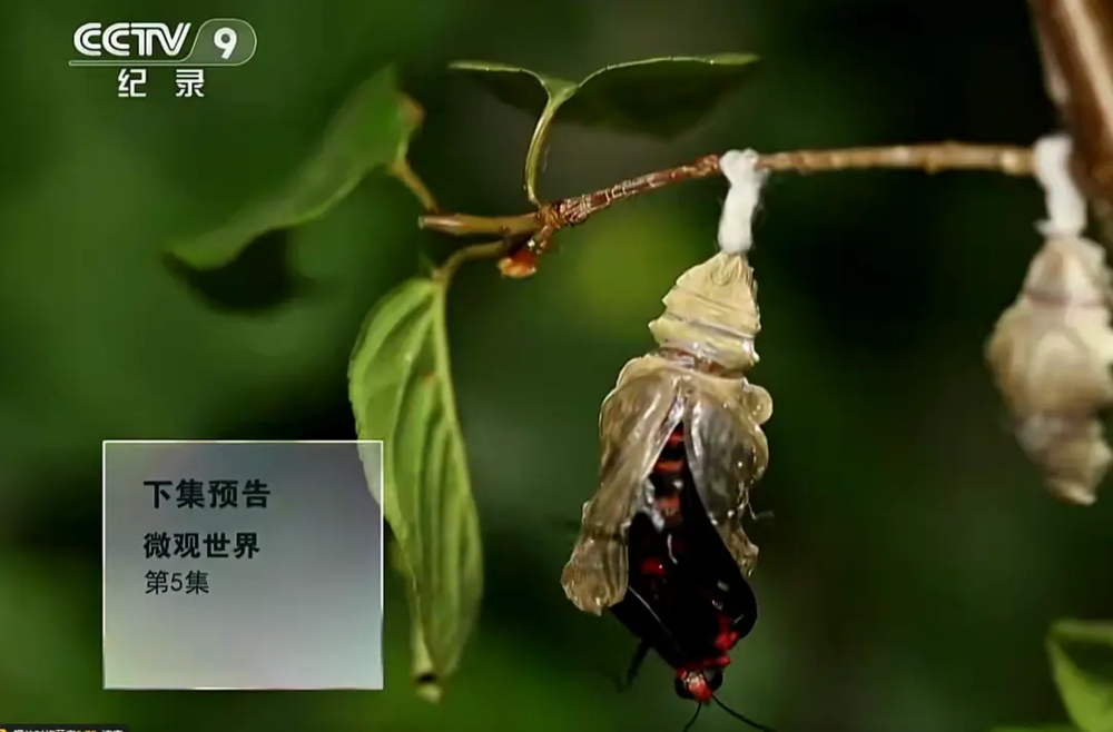 [夸克下载][微观世界][全5集][WEB-MP4/6G][国语中字][1080P]-影音屋