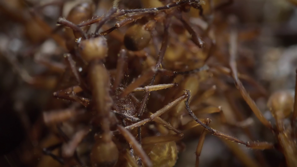 图片[7]-[夸克下载][蚂蚁的智慧][全3集][WEB-MKV/2.1G][国法多音轨/中文字幕][4K-2160P][精品纪录片]-影音屋