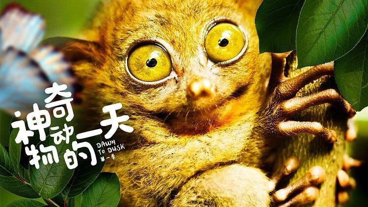 [夸克下载][神奇动物的一天][全8集][WEB-MKV/24.4G][国英多音轨/中文字幕][4K-2160P][精品纪录片]-影音屋