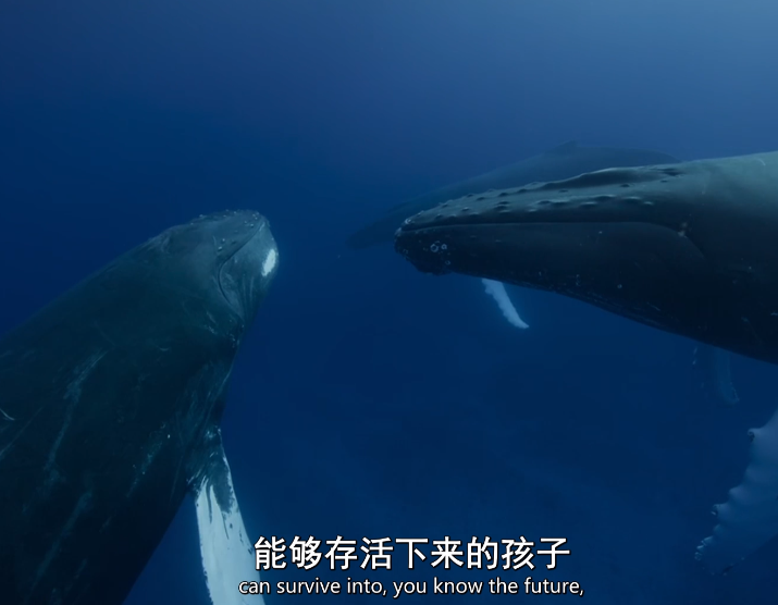 图片[4]-[夸克下载][海洋探索者号][全6集][WEB-MP4/7.4GB][英语中字][4K-2160P][最新海洋纪录片]-影音屋