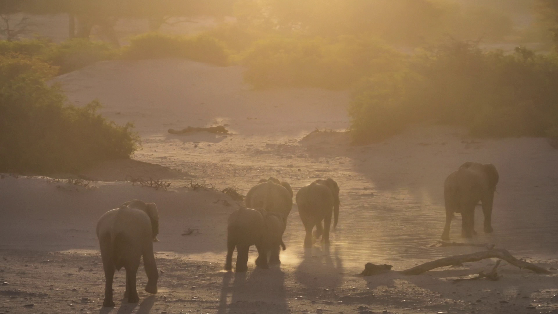 图片[4]-[夸克下载][动物的秘密生活][全10集][WEB-MKV/50G][简繁英字幕][4K-2160P][最新纪录片]-影音屋