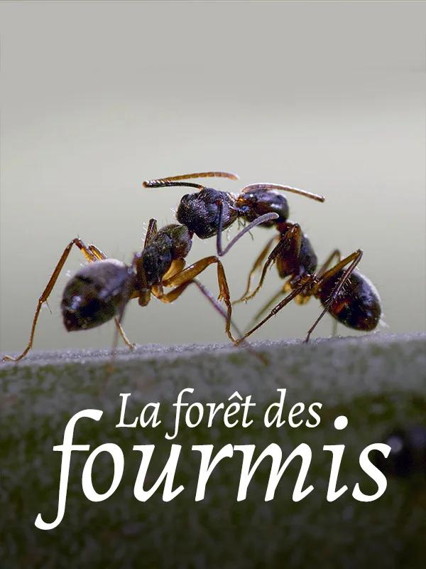 [夸克下载][蚂蚁的智慧][全3集][WEB-MP4/2G][中文字幕][4K-2160P]-影音屋