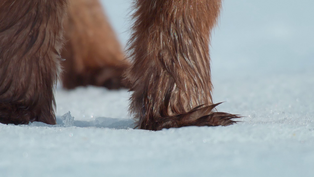 图片[6]-[夸克下载][捕食者的隐秘世界][全4季][WEB-MKV/28G][国英双语中字][4K-2160P][最新高难度拍摄动物捕猎纪录片]-影音屋