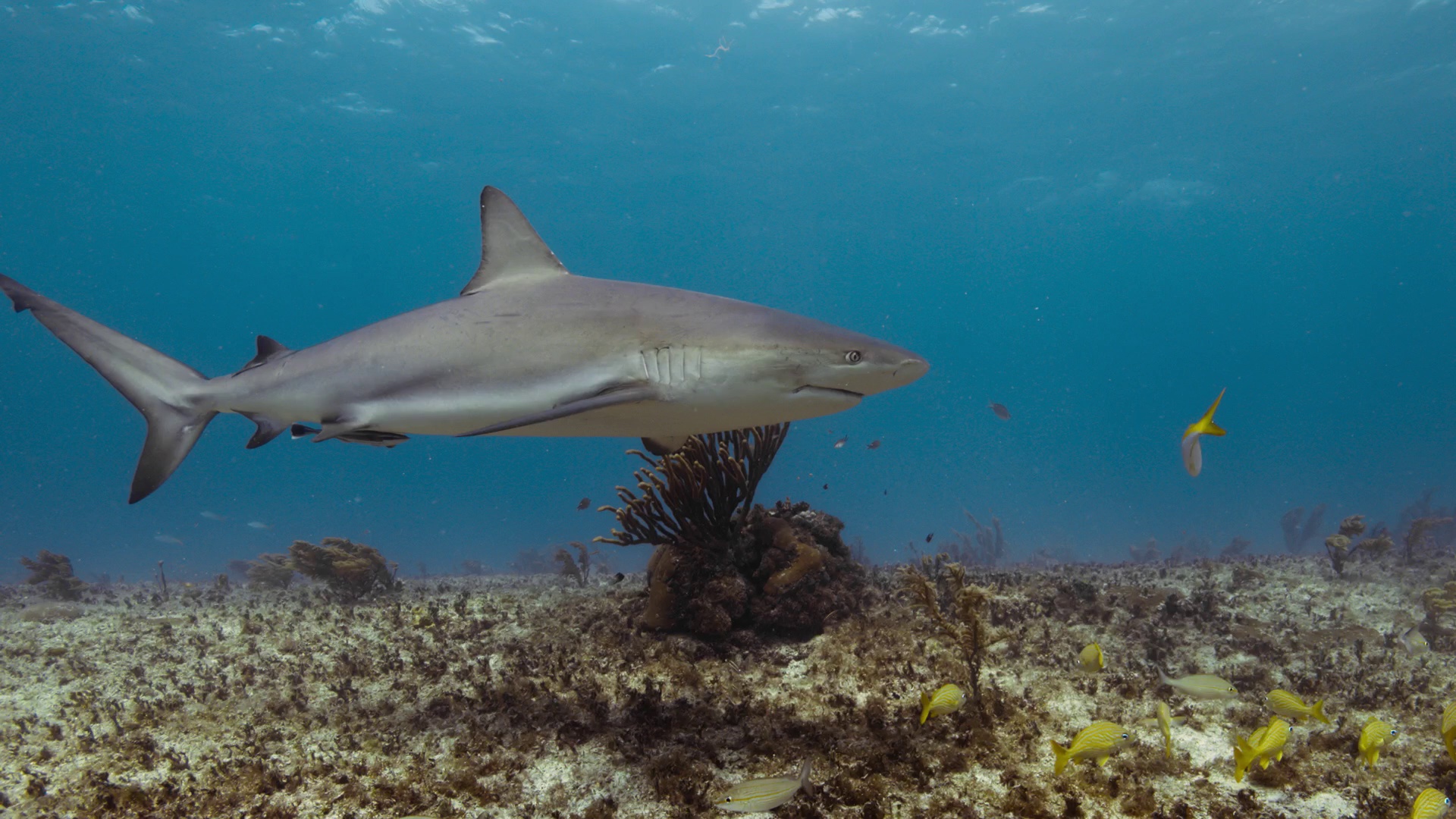 图片[5]-[夸克下载][动物的秘密生活][全10集][WEB-MKV/50G][简繁英字幕][4K-2160P][最新纪录片]-影音屋