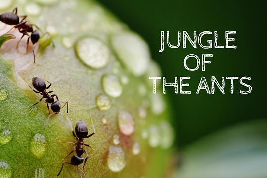 [夸克下载][蚂蚁的智慧][全3集][WEB-MKV/2.1G][国法多音轨/中文字幕][4K-2160P][精品纪录片]-影音屋