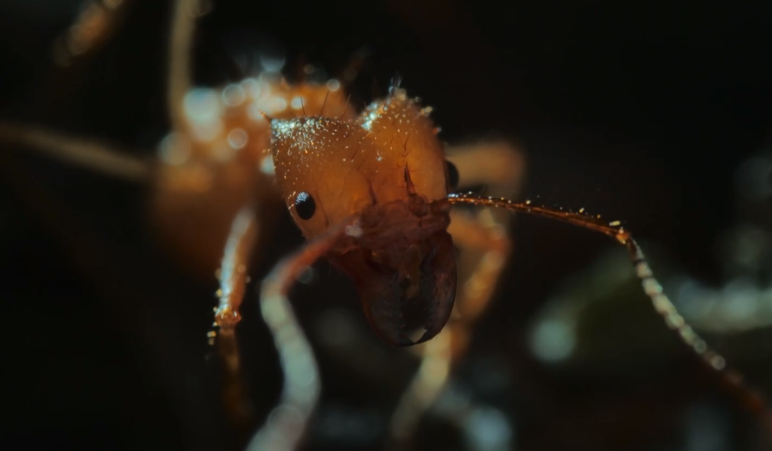 图片[4]-[夸克下载][野性王后][全6集][WEB-MP4/7.8GB][英语中字][4K-2160P][精彩纪录片]-影音屋