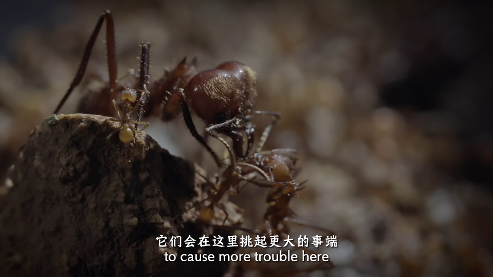 图片[8]-[夸克下载][蚂蚁的智慧][全3集][WEB-MKV/2.1G][国法多音轨/中文字幕][4K-2160P][精品纪录片]-影音屋