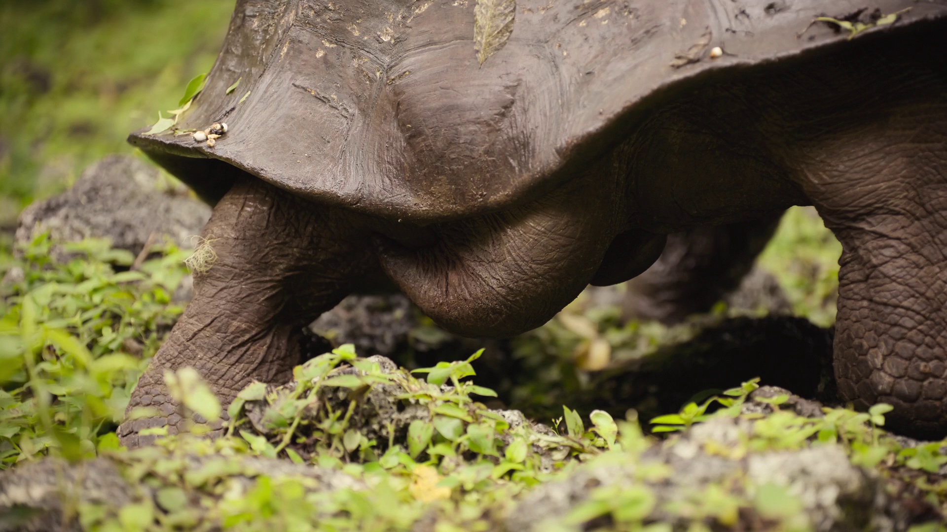 图片[6]-[夸克下载][动物的秘密生活][全10集][WEB-MKV/50G][简繁英字幕][4K-2160P][最新纪录片]-影音屋