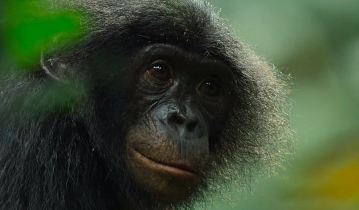 图片[5]-[夸克下载][野性王后][全6集][WEB-MP4/7.8GB][英语中字][4K-2160P][精彩纪录片]-影音屋