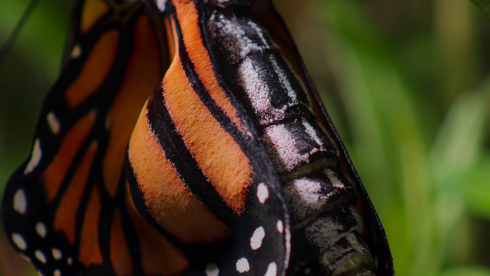 图片[7]-[夸克下载][动物的秘密生活][全10集][WEB-MKV/50G][简繁英字幕][4K-2160P][最新纪录片]-影音屋