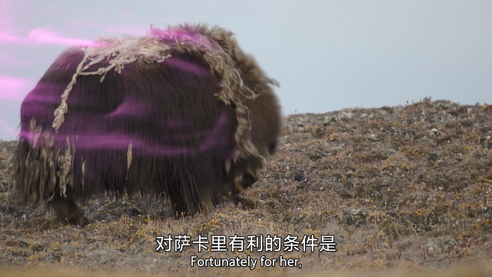 图片[3]-[夸克下载][捕食者的隐秘世界][全4季][WEB-MKV/28G][国英双语中字][4K-2160P][最新高难度拍摄动物捕猎纪录片]-影音屋