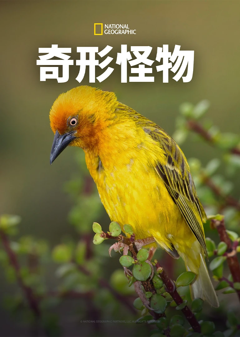 [夸克下载][奇形怪物 第一季][全4集][WEB-MP4/25G][英语中字][1080P]-影音屋