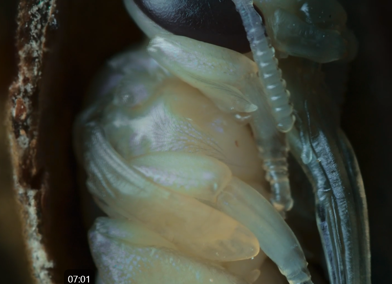 图片[3]-[夸克下载][野性王后][全6集][WEB-MP4/7.8GB][英语中字][4K-2160P][精彩纪录片]-影音屋