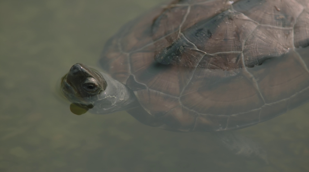 图片[6]-[夸克下载][大军师司马懿之军师联盟+虎啸龙吟][全2季][WEB-MKV/233.1G][国语中字][4K-2160P][精品8.4分三国列传]-影音屋