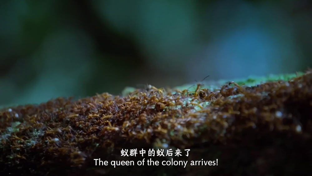 图片[5]-[夸克下载][蚂蚁的智慧][全3集][WEB-MKV/2.1G][国法多音轨/中文字幕][4K-2160P][精品纪录片]-影音屋