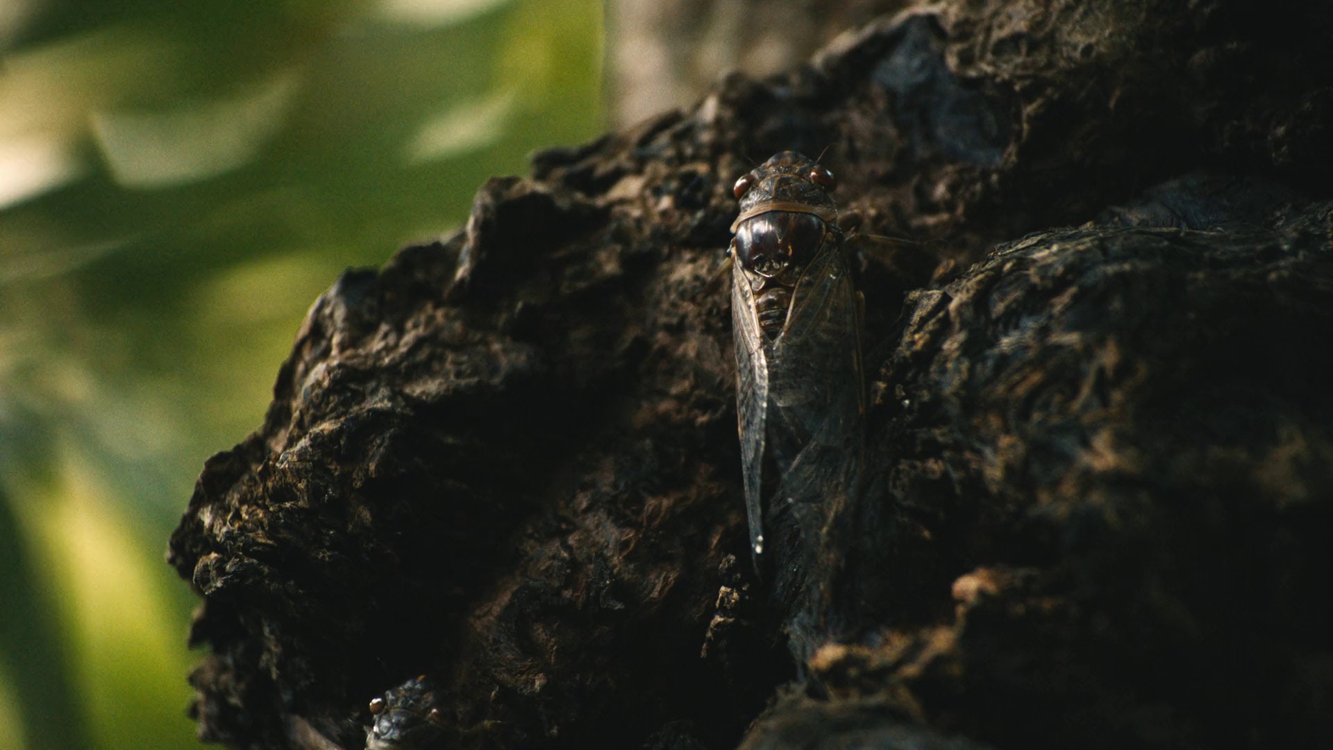 图片[6]-[夸克下载][白莲花度假村 第三季][全8集][WEB-MKV/190.3G][英语中字][4K-2160P][DV.HDR][附前2季]-影音屋