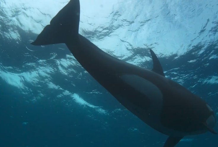 图片[2]-[夸克下载][野性王后][全6集][WEB-MP4/7.8GB][英语中字][4K-2160P][精彩纪录片]-影音屋