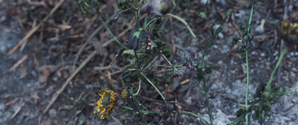 图片[7]-[夸克下载][花间一倾城][全24集][WEB-MKV/12.4G][国语中字][1080P][热门仙侠]-影音屋