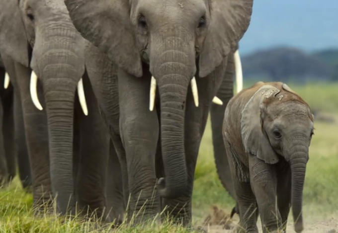 图片[6]-[夸克下载][野性王后][全6集][WEB-MP4/7.8GB][英语中字][4K-2160P][精彩纪录片]-影音屋