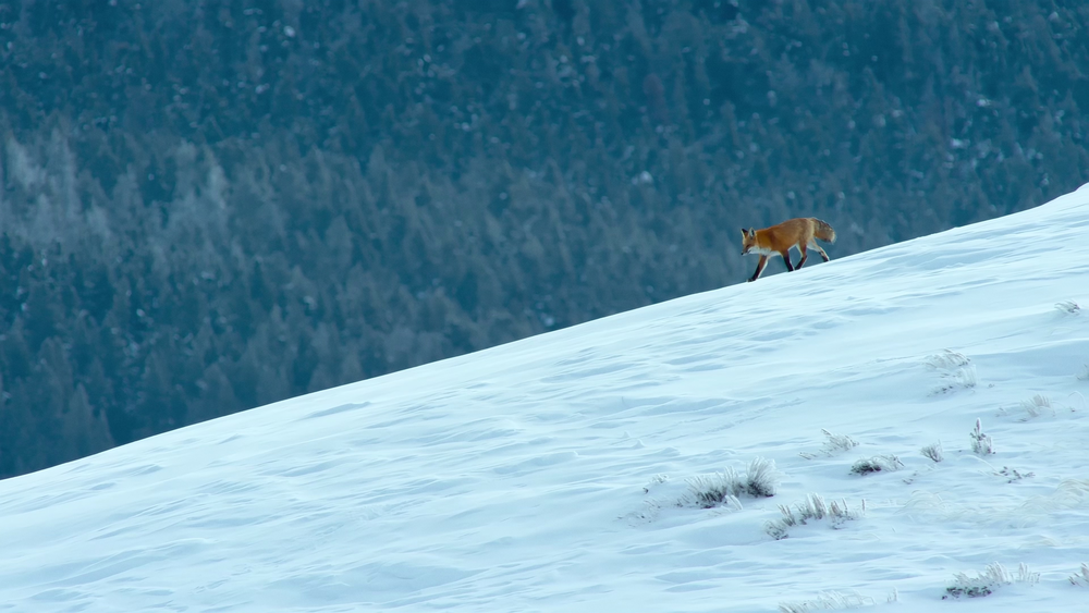 图片[4]-[夸克下载][捕食者的隐秘世界][全4季][WEB-MKV/28G][国英双语中字][4K-2160P][最新高难度拍摄动物捕猎纪录片]-影音屋