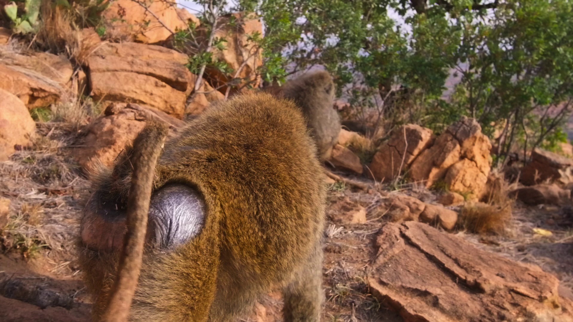 图片[3]-[夸克下载][动物的秘密生活][全10集][WEB-MKV/50G][简繁英字幕][4K-2160P][最新纪录片]-影音屋