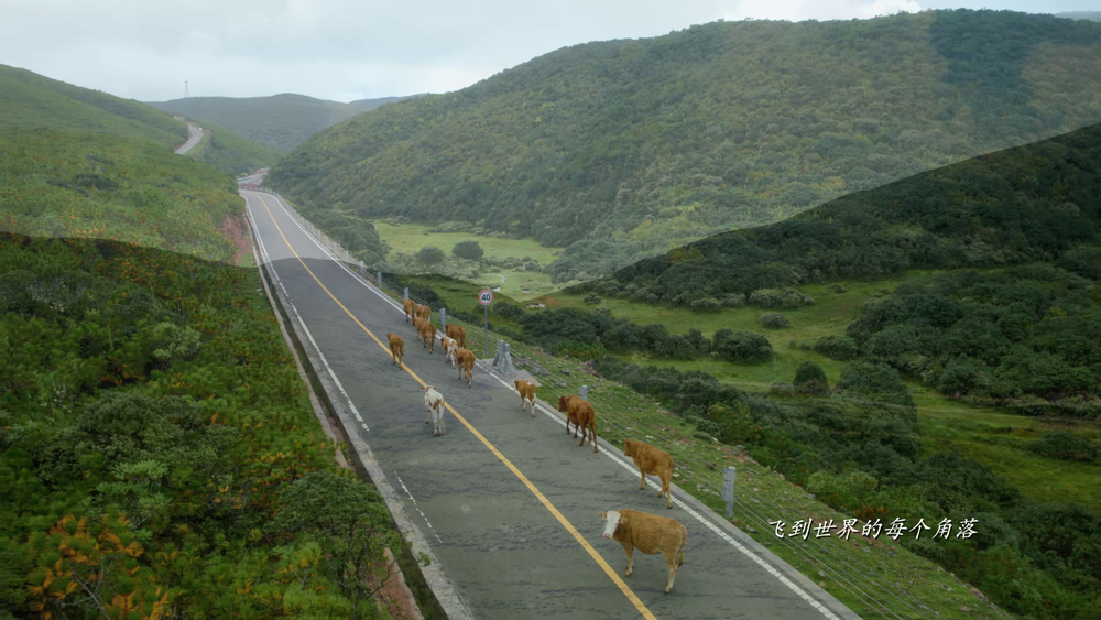 图片[7]-[夸克下载][白色橄榄树][全38集][WEB-MKV/64G][国语中字][4K-2160P][超前点映完结]-影音屋