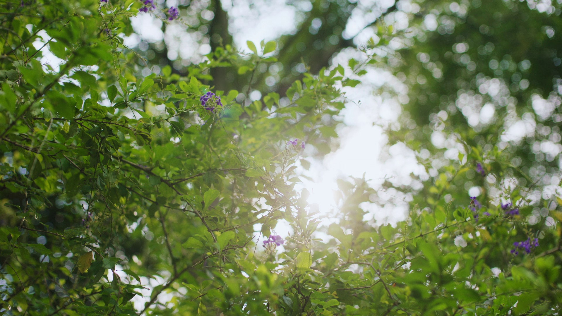 图片[5]-[夸克下载][第一次遇见花香的那刻2][全12集][WEB-MKV/16.4G][国语中字][1080P]-影音屋