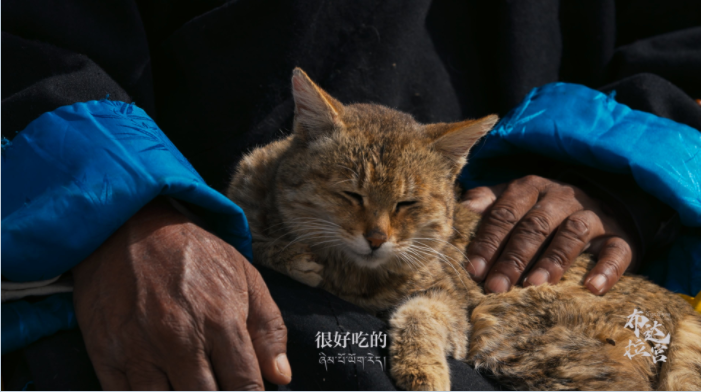 图片[4]-[夸克下载][布达拉宫][全7集][WEB-MKV/13.2G][国语中字][4K-2160P][纪录片]-影音屋