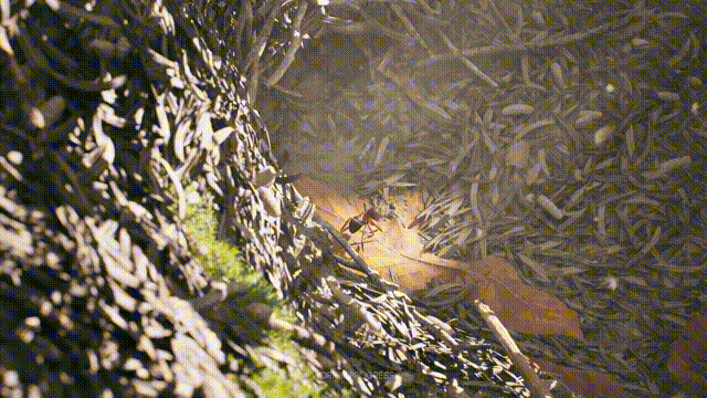 《蚂蚁帝国》V1.04.20550(Build19145019)官方中文版[俄网portable 2025.07.17更新36.91G]-影音屋