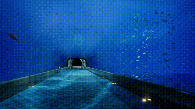 《8月32日的水族馆(Aquarium At August 32nd)》Build16248374官方版[俄网Пиратка 2025.02.06更新2.37G]-影音屋