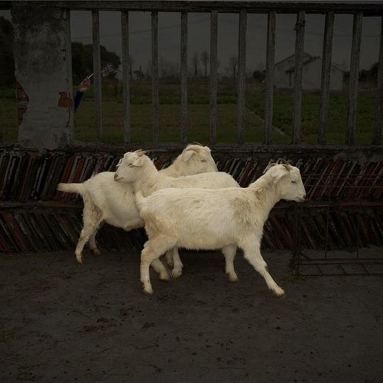 第Ⅲ脚趾《河北师傅掉了》[FLAC/分轨][1.06G]-影音屋