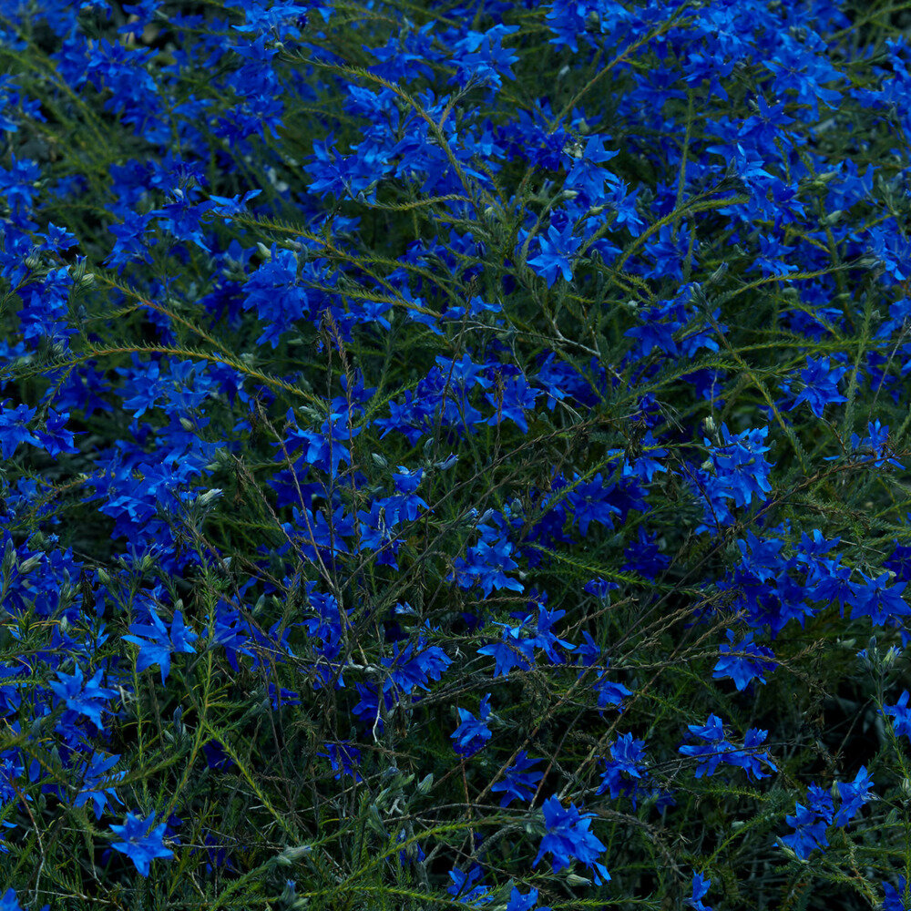 Jefre Cantu-Ledesma《Gift Songs》[Hi-Res][24Bit-48kHz][FLAC/分轨][440.21MB]-影音屋