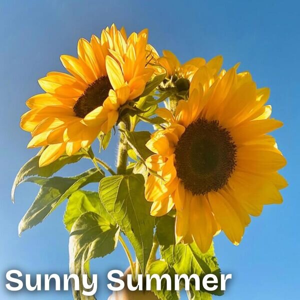 Various Artists《Sunny Summe》[16Bit-44.1kHz][FLAC/分轨][879.24MB]-影音屋