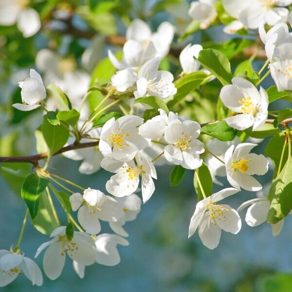 Various Artists《May Flowers》[16Bit-44.1kHz][FLAC/分轨][540.38MB]-影音屋