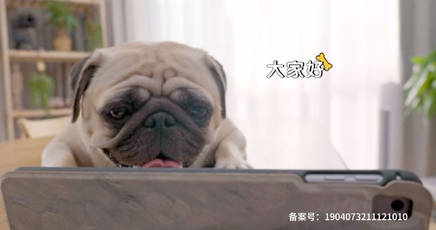 图片[3]-[毛雪汪 2021  共17期 全集 毛不易 李雪琴场景化真人秀][1080P/MP4][5.43G]-影音屋