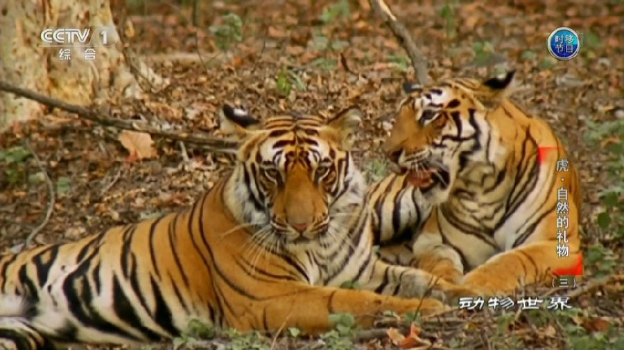 图片[6]-[网盘下载][动物世界][赵忠祥版][108全集][TS高清版][春天来了,又到了动物们繁殖的季节]-影音屋