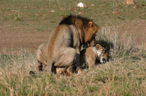 图片[4]-[网盘下载][动物世界][赵忠祥版][108全集][TS高清版][春天来了,又到了动物们繁殖的季节]-影音屋