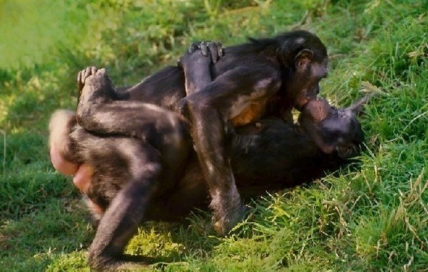 图片[5]-[网盘下载][动物世界][赵忠祥版][108全集][TS高清版][春天来了,又到了动物们繁殖的季节]-影音屋